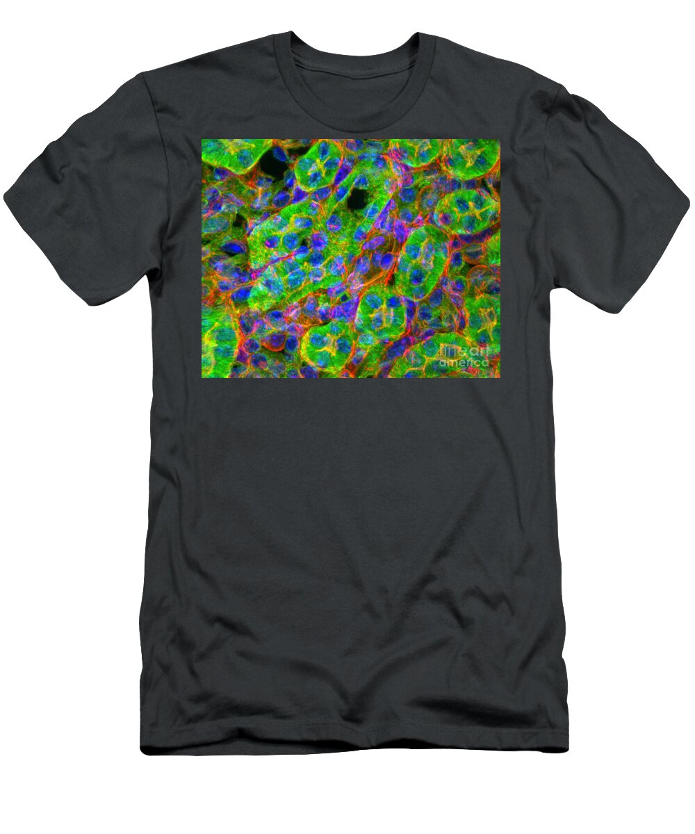 Light Micrograph T-Shirt featuring the photograph Light Micrograph Of Kidney Tissue by Lauren Piedmont