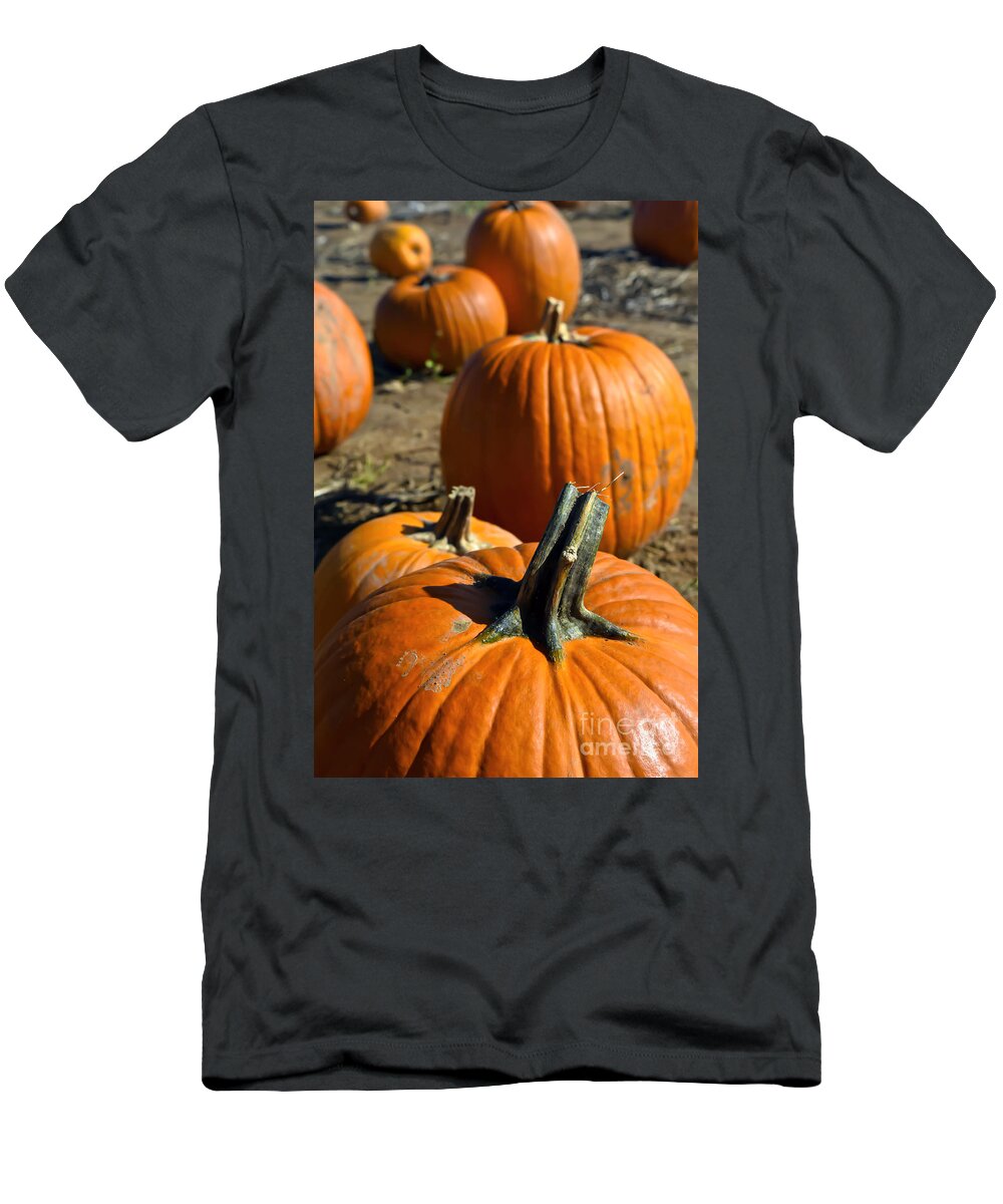 Field T-Shirt featuring the photograph Line of Pumpkin by PatriZio M Busnel
