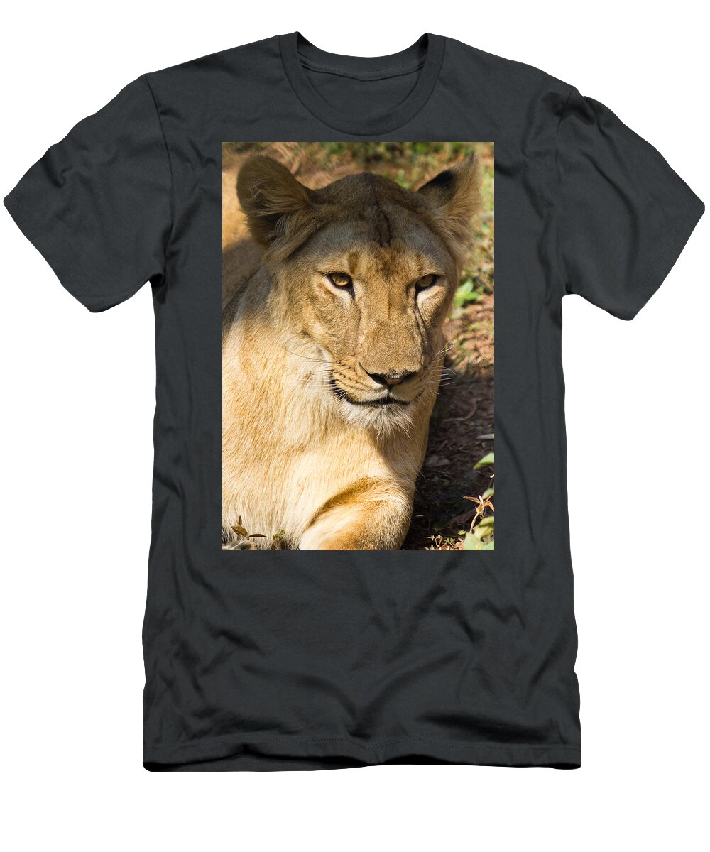 Shimoga T-Shirt featuring the photograph Lioness - up close by SAURAVphoto Online Store