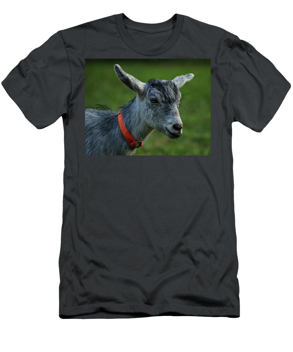 Goat T-Shirt featuring the photograph Little Goat by Sandy Keeton