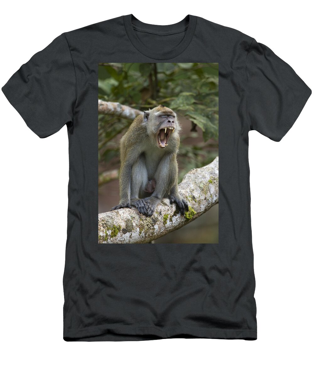 Feb0514 T-Shirt featuring the photograph Long-tailed Macaque Male Yawning Borneo by Sebastian Kennerknecht
