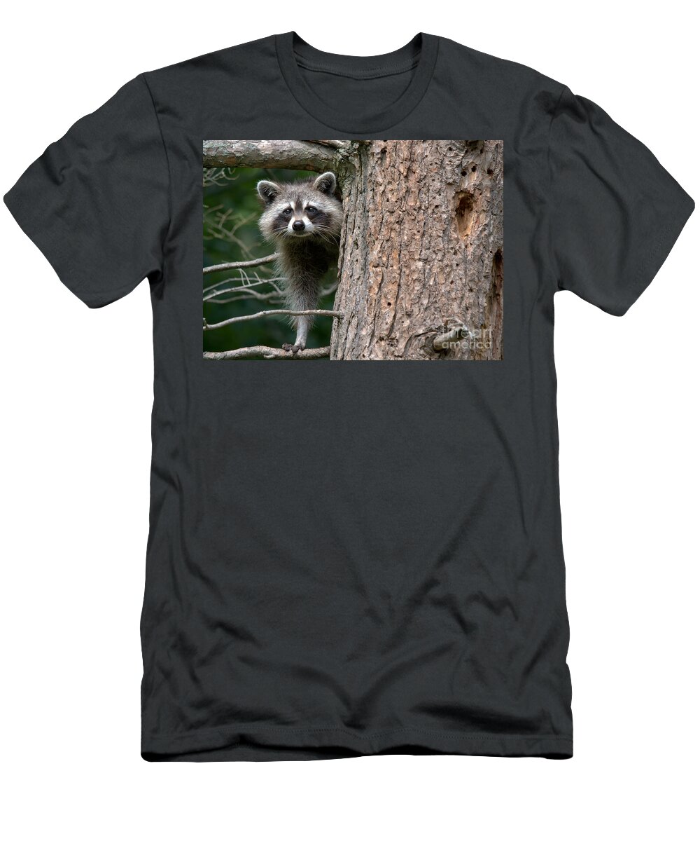 Raccoon T-Shirt featuring the photograph Looking For Food by Cheryl Baxter