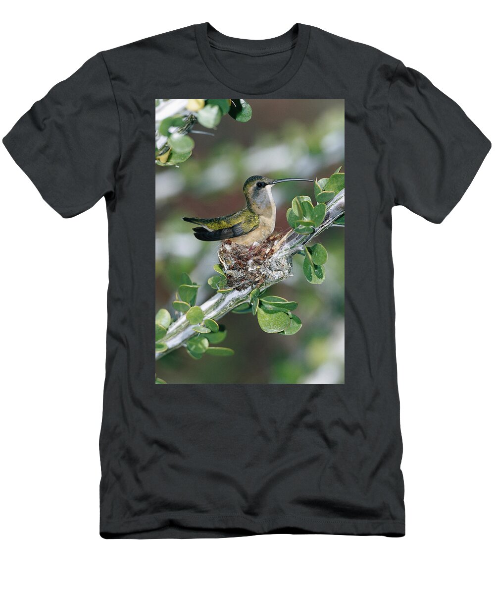 00196934 T-Shirt featuring the photograph Lucifer Hummingbird Female Nesting by Konrad Wothe