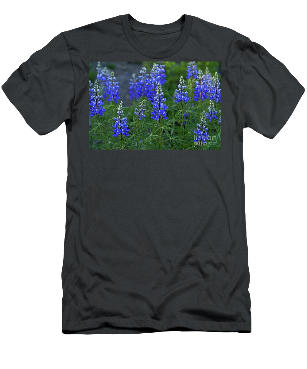 Crested Butte T-Shirt featuring the photograph Lupine Family by Kelly Black