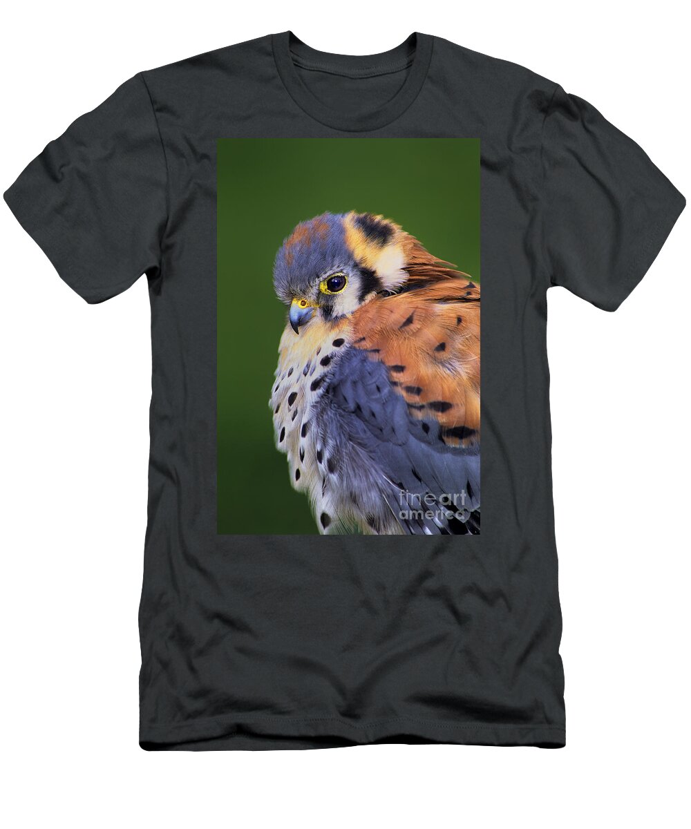 Dave Welling T-Shirt featuring the photograph Male American Kestrel Falco Sparverius Captive by Dave Welling
