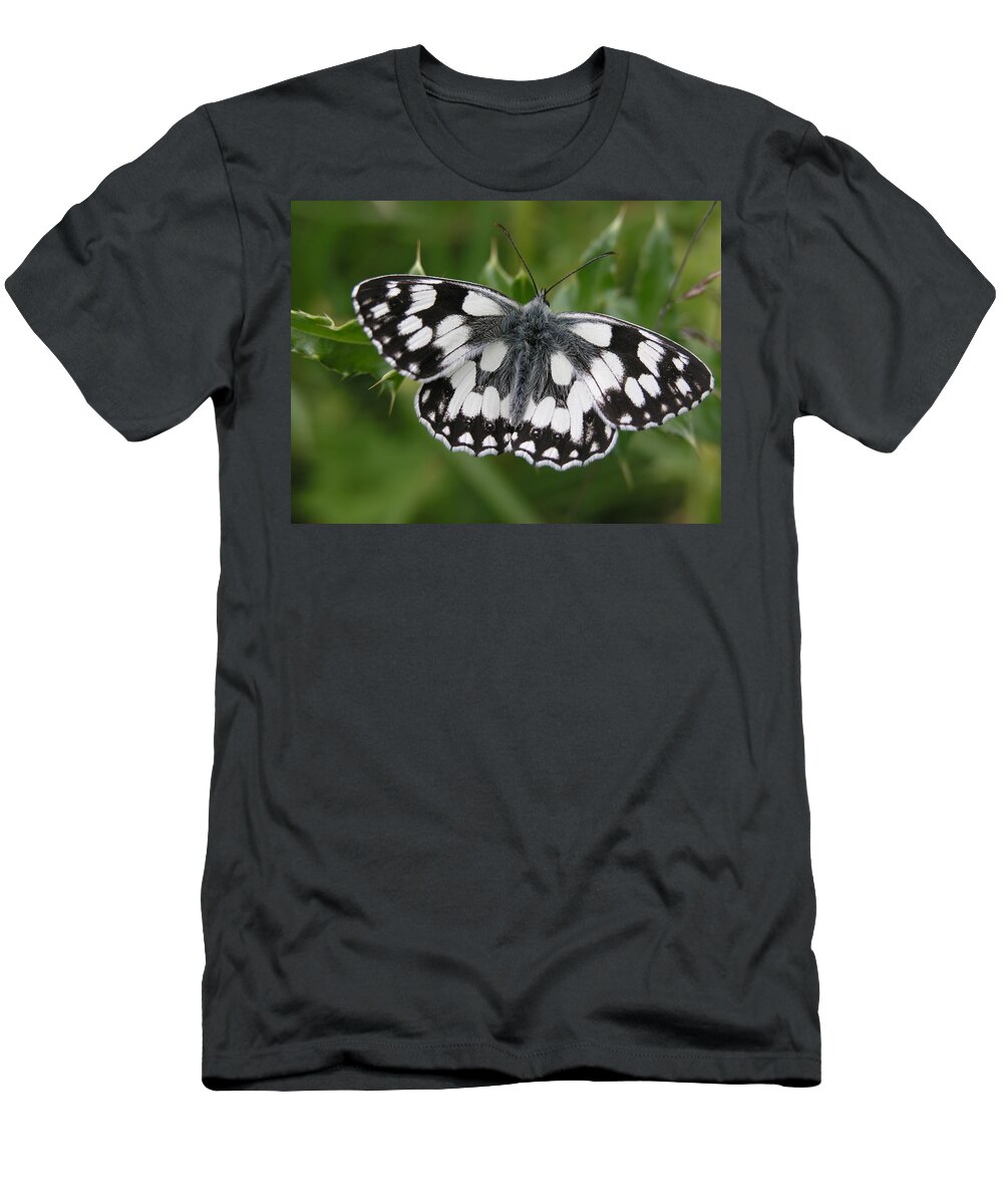 Butterfly T-Shirt featuring the photograph Marbled white by Ron Harpham