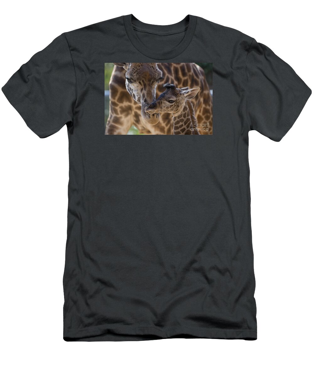 San Diego Zoo T-Shirt featuring the photograph Masai Giraffe And Calf by San Diego Zoo