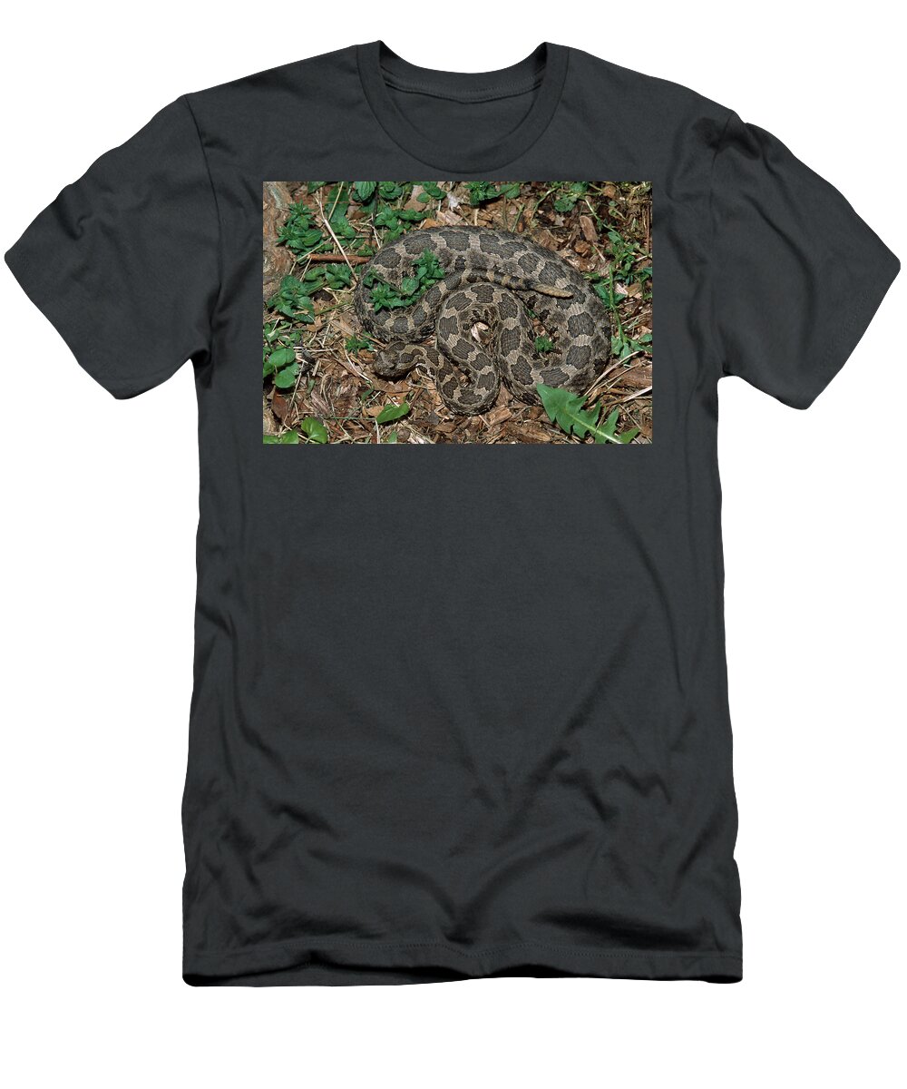 Animal T-Shirt featuring the photograph Massasauga Rattlesnake by Karl H. Switak