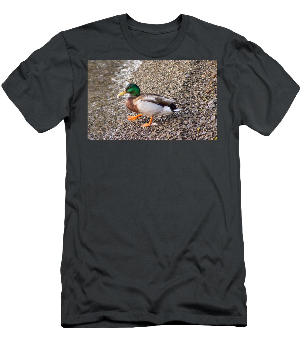 Mallard T-Shirt featuring the photograph Meet Mr. Quack - A Mallard Duck by Photographic Arts And Design Studio