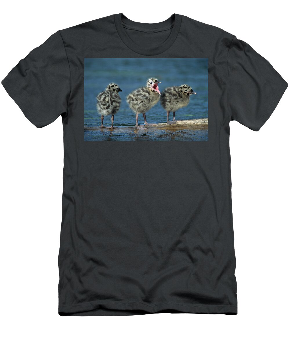 00220202 T-Shirt featuring the photograph Mew Gull Three Chicks by Tom Vezo