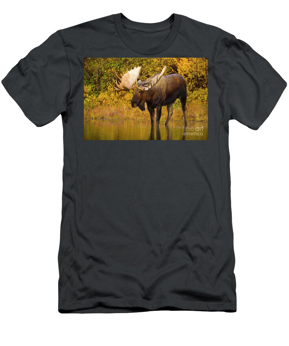 00345399 T-Shirt featuring the photograph Moose In Glacial Kettle Pond by Yva Momatiuk John Eastcott