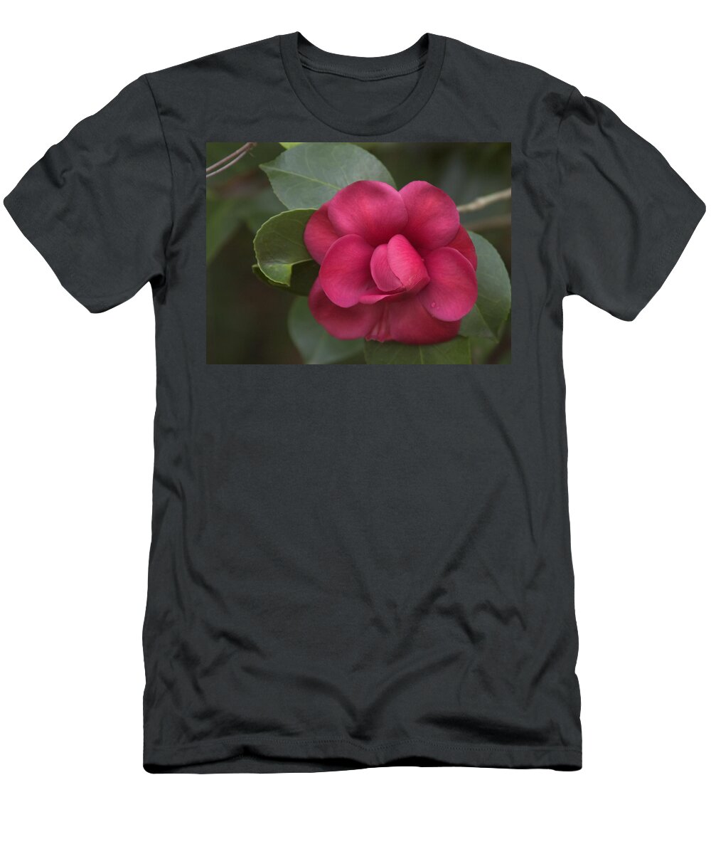 Magnolia Plantation T-Shirt featuring the photograph Morning Camellia by Penny Lisowski