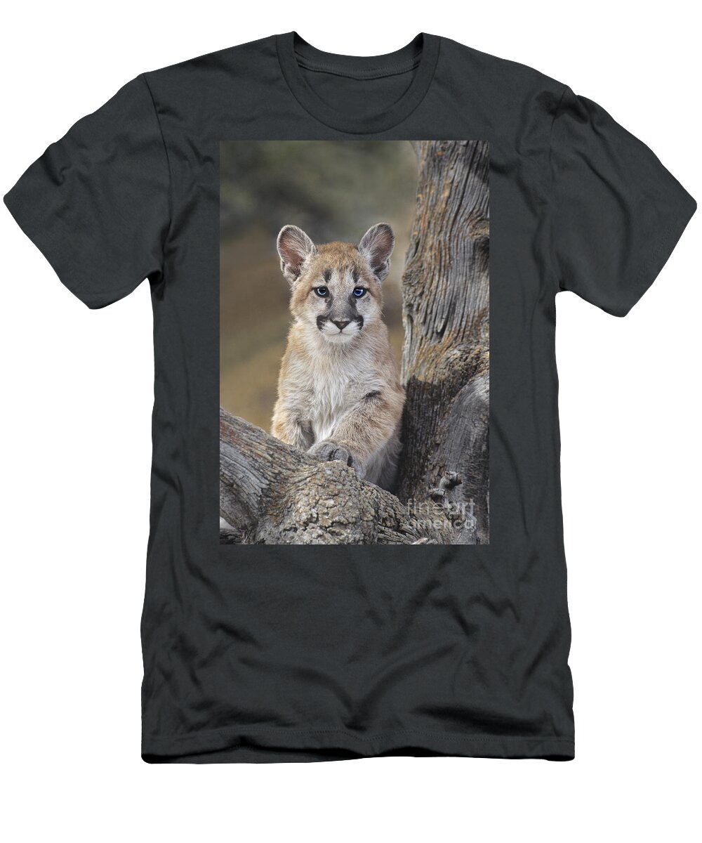 Mountain Lion T-Shirt featuring the photograph Mountain Lion Cub by Dave Welling
