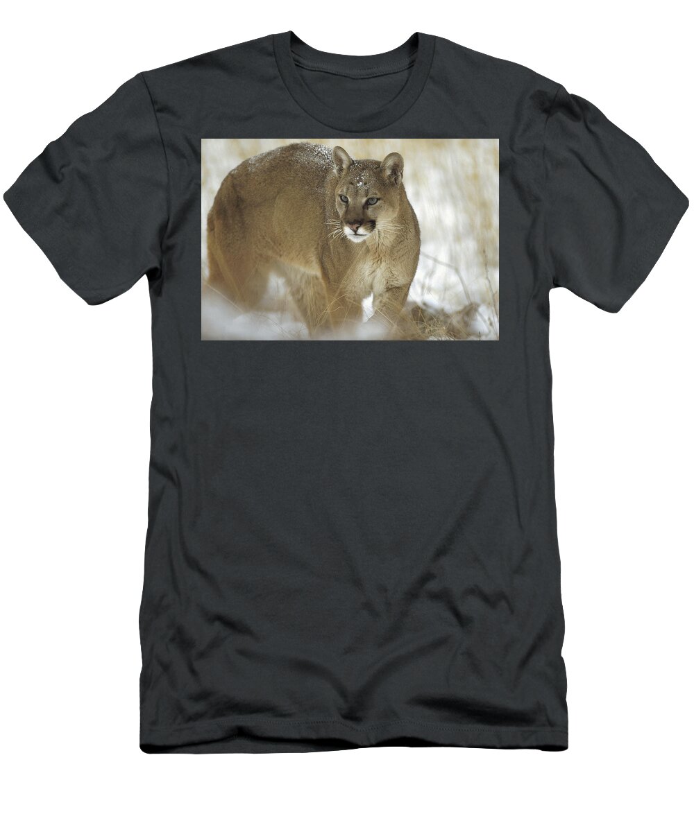 Feb0514 T-Shirt featuring the photograph Mountain Lion Portrait In Winter Montana by Tim Fitzharris