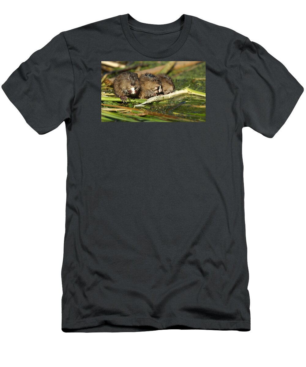 Panoramic T-Shirt featuring the photograph Three Muskrat-teers by James Peterson