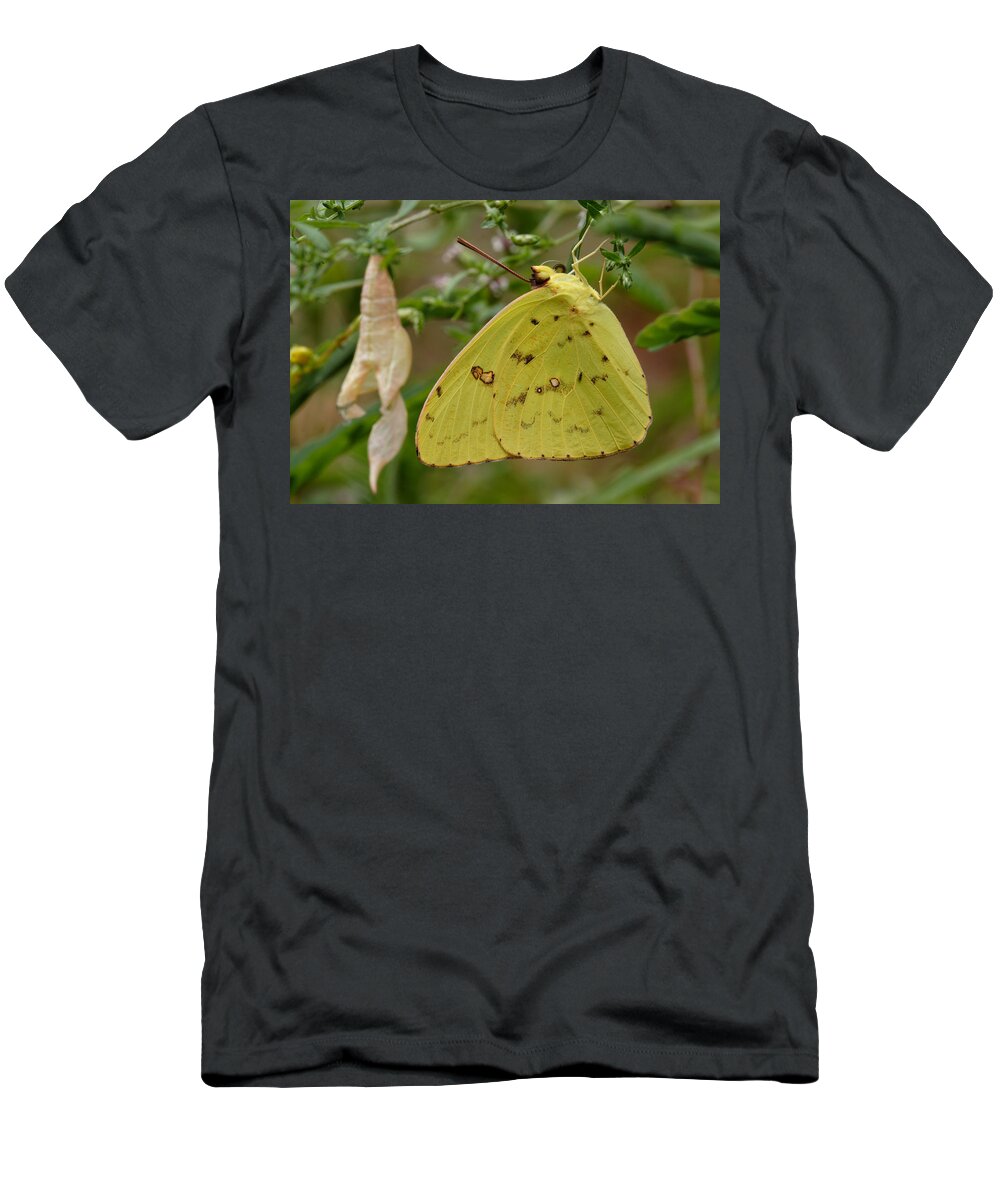 Newly Emerged Cloudless Sulphur Butterfly With Chrysalis In Background T-Shirt featuring the photograph Newly Emerged Cloudless Sulphur Butterfly With Chrysalis In Background by Daniel Reed
