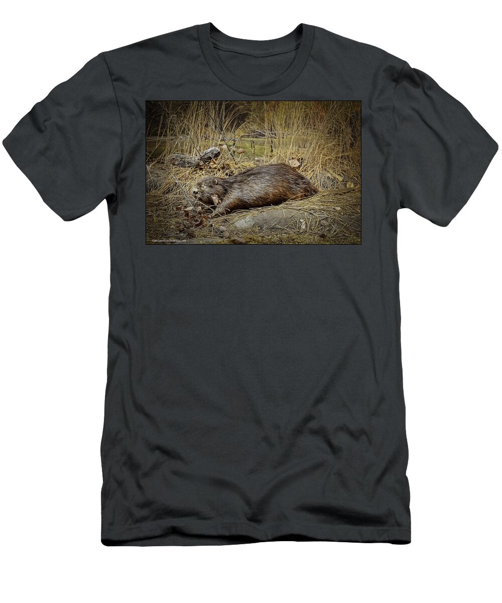 Animals T-Shirt featuring the photograph North American Beaver by LeeAnn McLaneGoetz McLaneGoetzStudioLLCcom