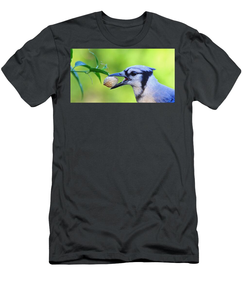 Birds T-Shirt featuring the photograph Northern Blue Jay by Dart Humeston
