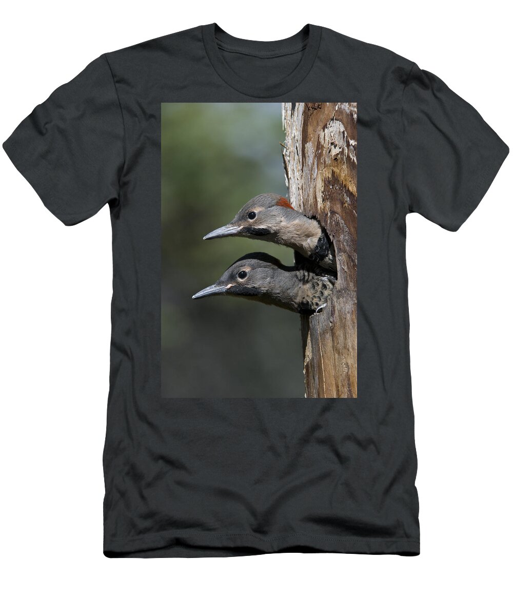 Michael Quinton T-Shirt featuring the photograph Northern Flicker Chicks In Nest Cavity by Michael Quinton
