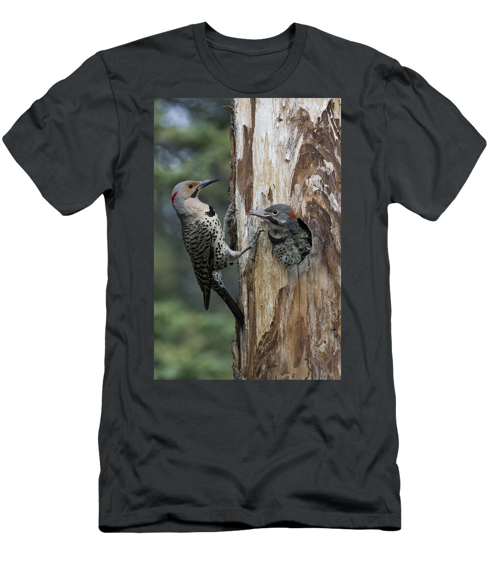 Michael Quinton T-Shirt featuring the photograph Northern Flicker Parent At Nest Cavity by Michael Quinton