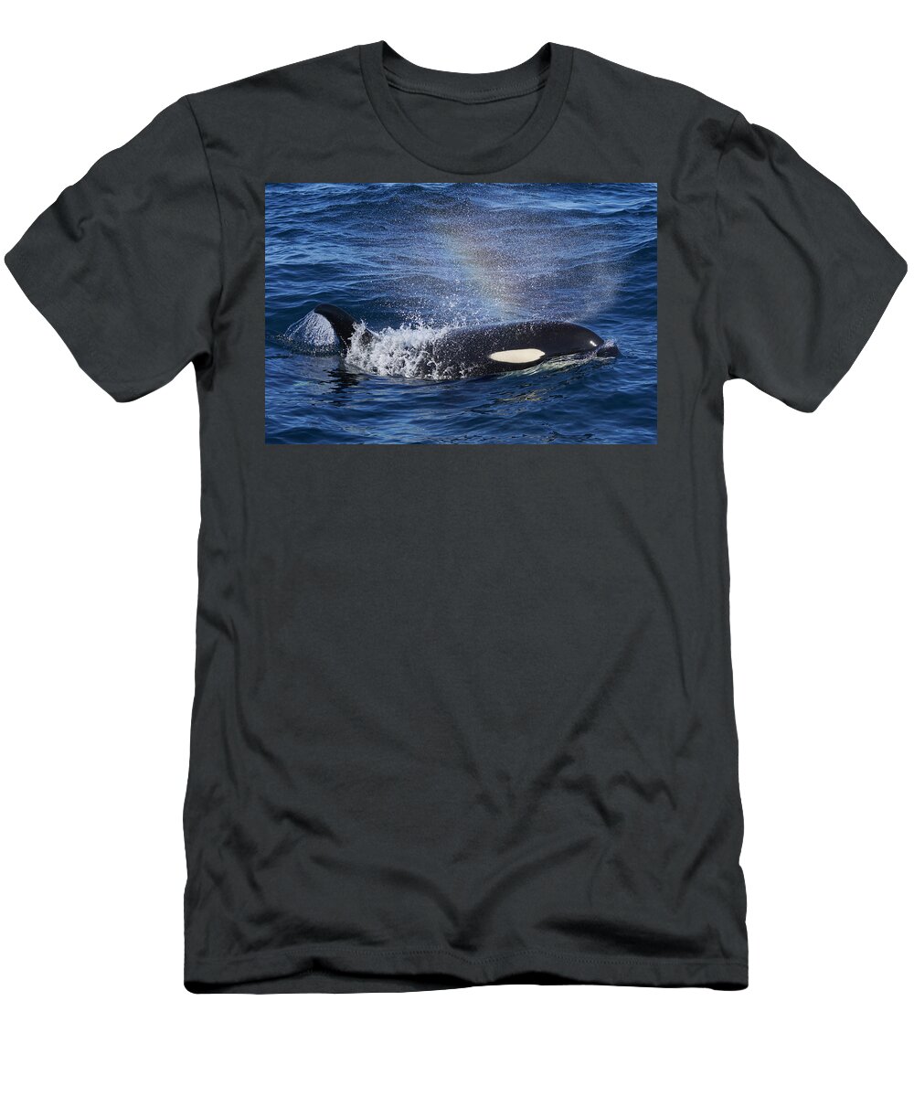 Hiroya Minakuchi T-Shirt featuring the photograph Orca Surfacing Hokkaido Japan by Hiroya Minakuchi