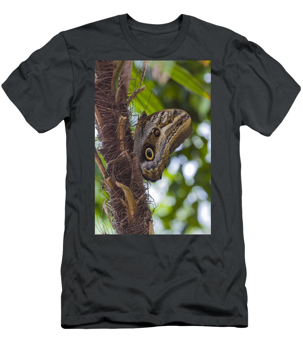 Animal T-Shirt featuring the photograph Owl Butterfly by Jack R Perry