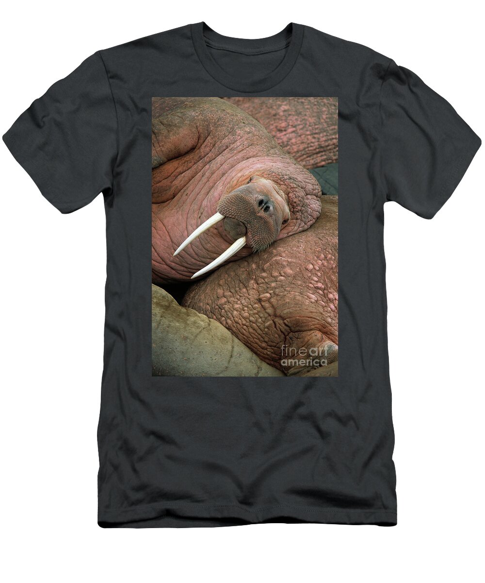 00344073 T-Shirt featuring the photograph Bull Walrus on Round Island by Yva Momatiuk and John Eastcott