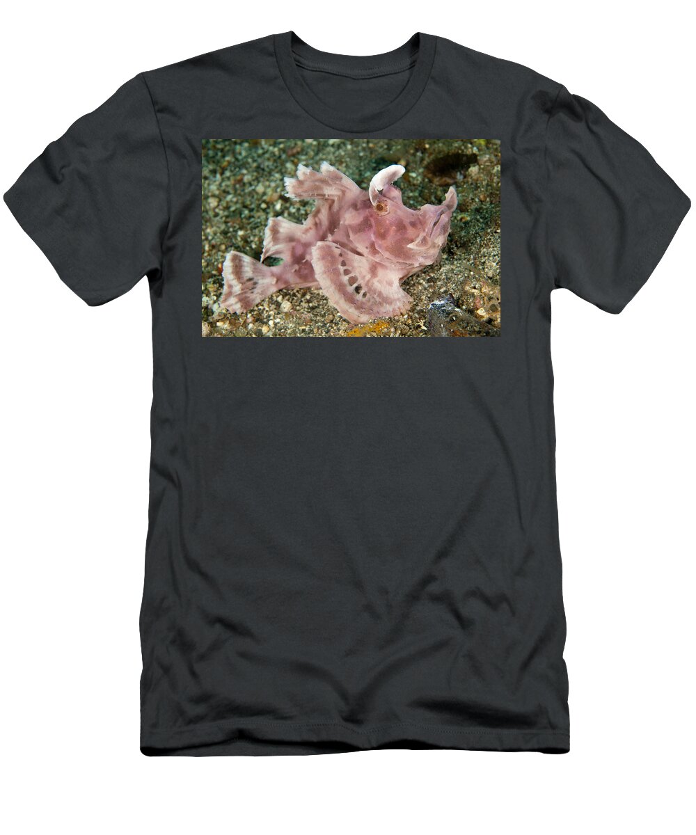 Flpa T-Shirt featuring the photograph Paddle-flap Scorpionfish Lembeh Straits by Colin Marshall