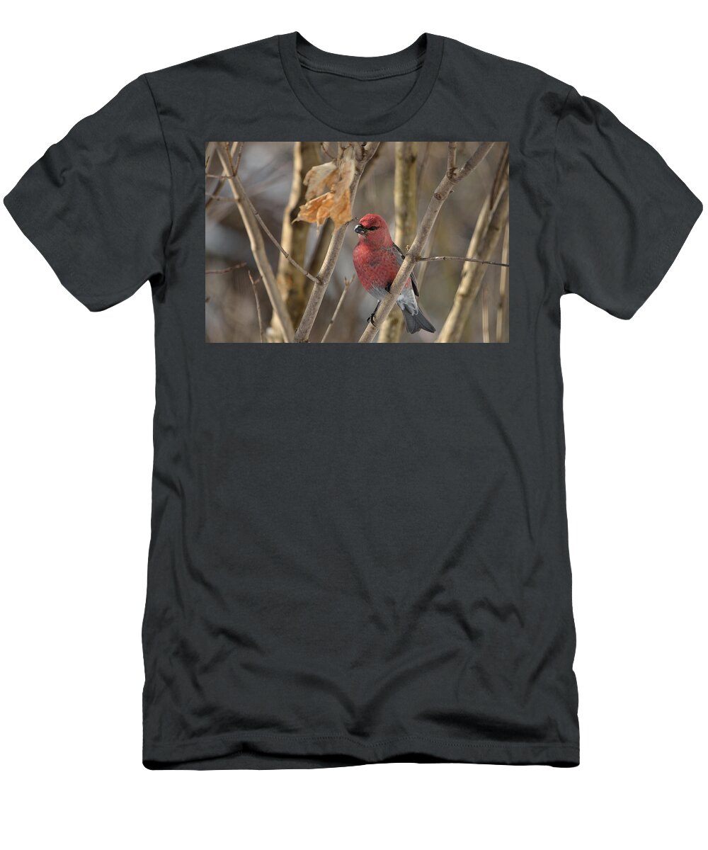 Bird T-Shirt featuring the photograph Pine Grosbeak by David Porteus