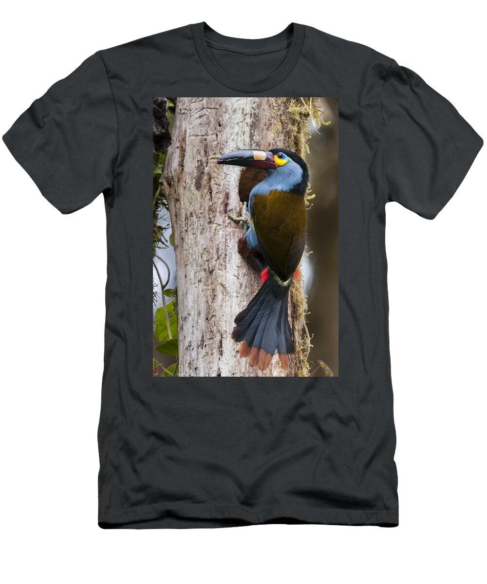 Tui De Roy T-Shirt featuring the photograph Plate-billed Mountain-toucan At Nest by Tui De Roy