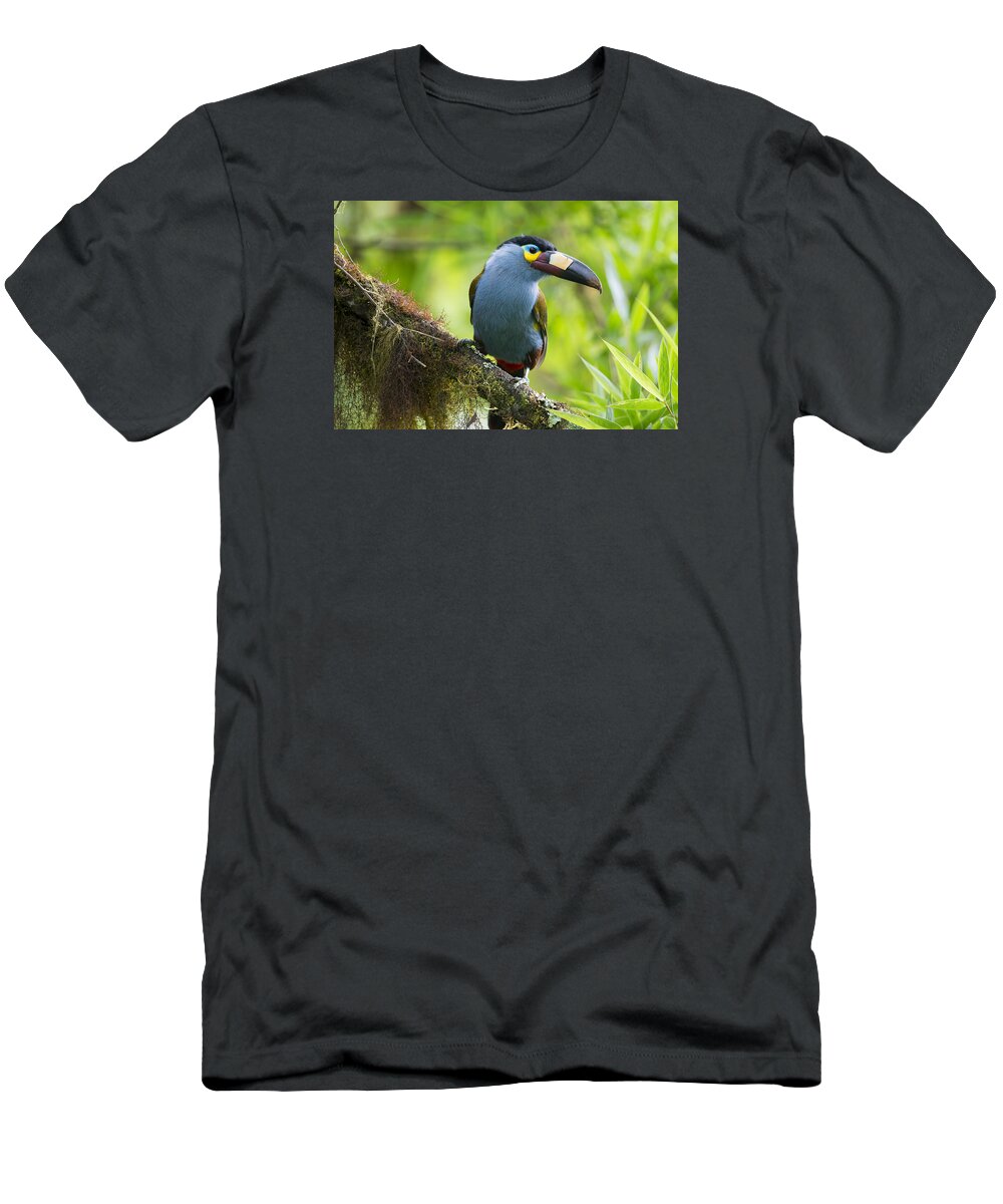 Tui De Roy T-Shirt featuring the photograph Plate-billed Mountain-toucan Bellavista by Tui De Roy