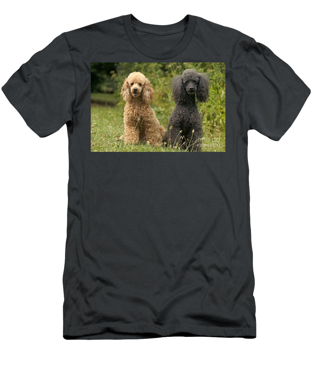 Poodle T-Shirt featuring the photograph Poodle Dogs by Jean-Michel Labat