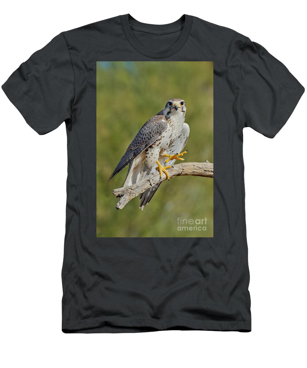 Prairie Falcon T-Shirt featuring the photograph Prairie Falcon by Anthony Mercieca