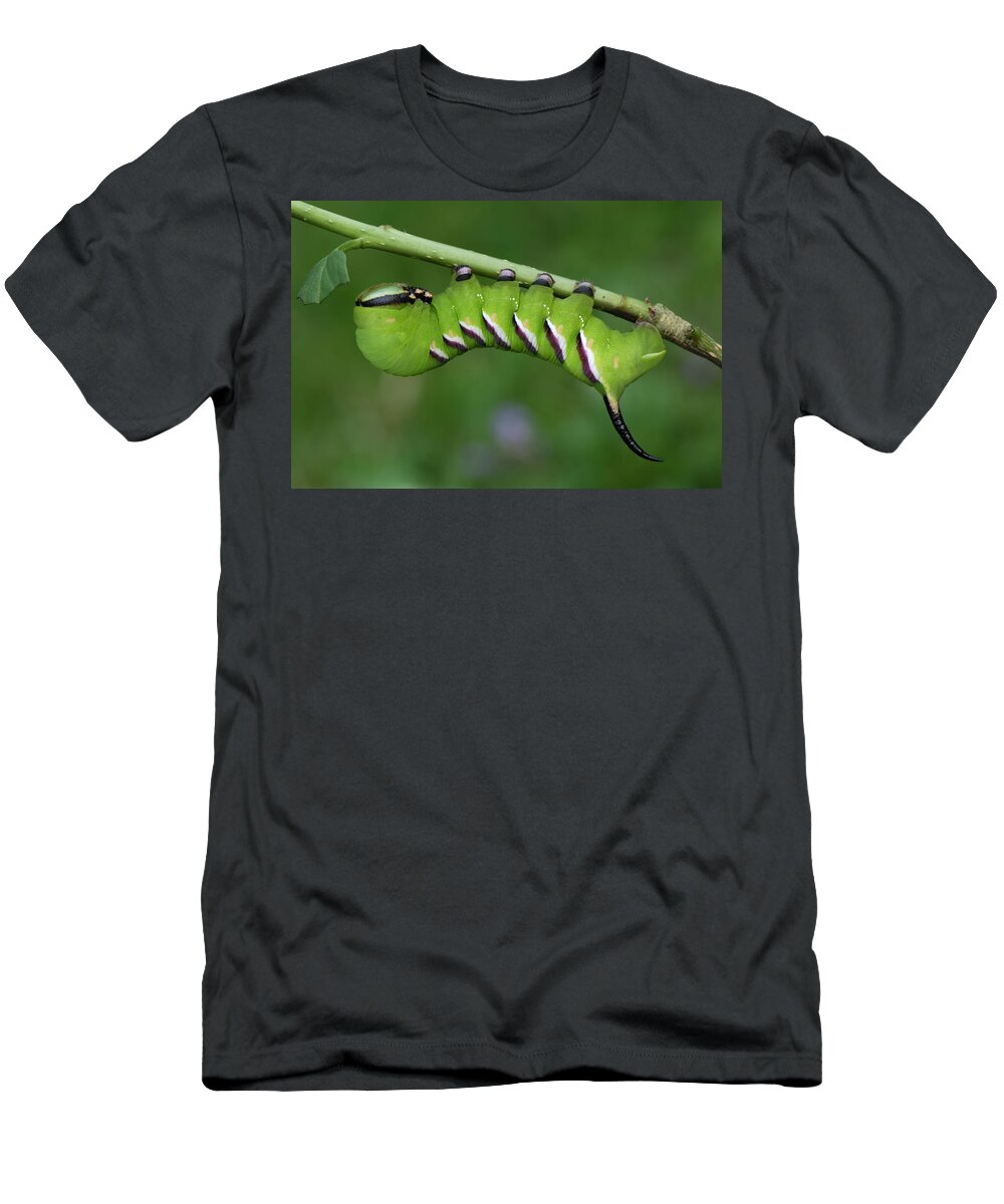 Feb0514 T-Shirt featuring the photograph Privet Hawk Moth Caterpillar Switzerland by Thomas Marent