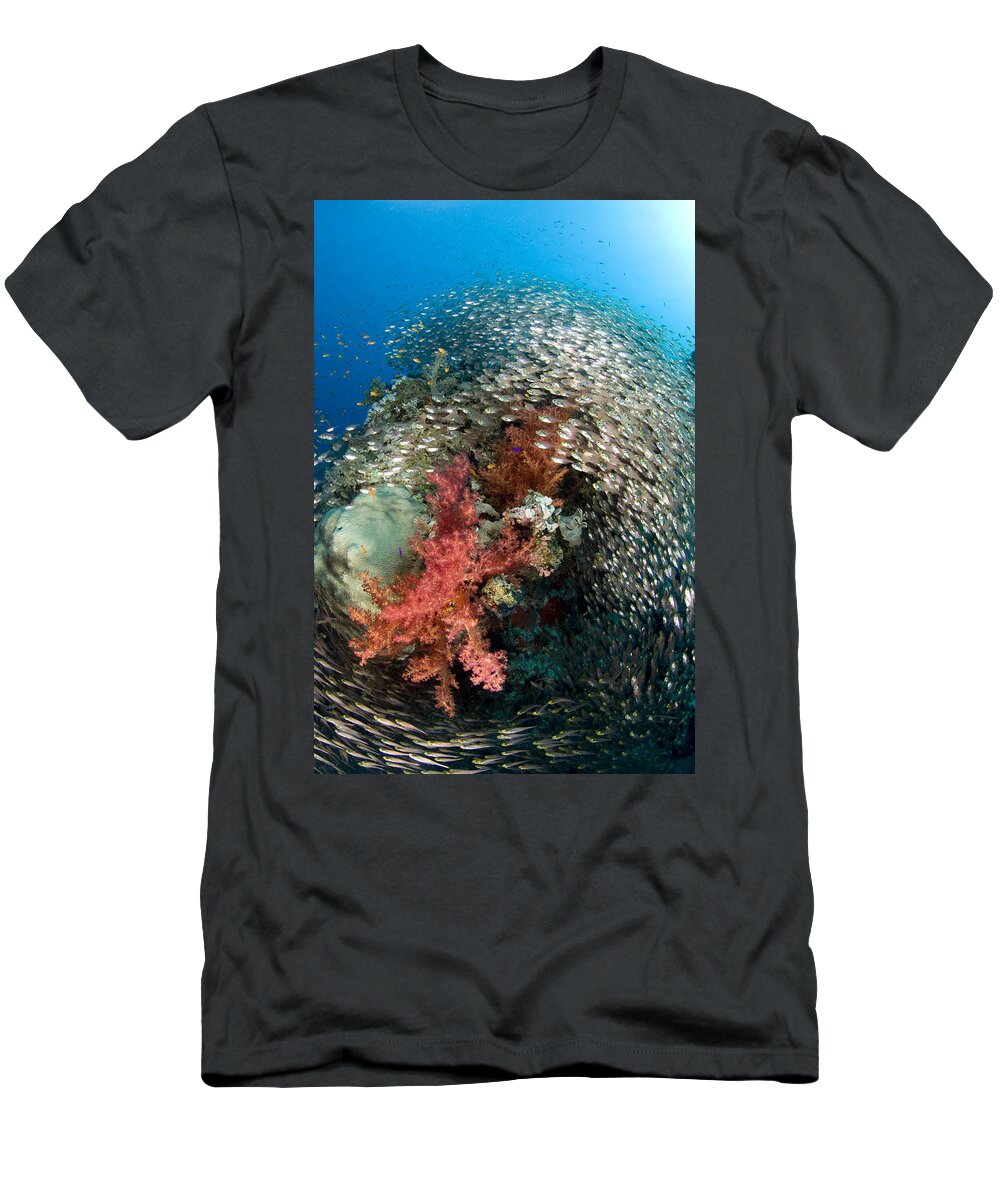 Nis T-Shirt featuring the photograph Pygmy Sweeper School Red Sea Egypt by Dray van Beeck