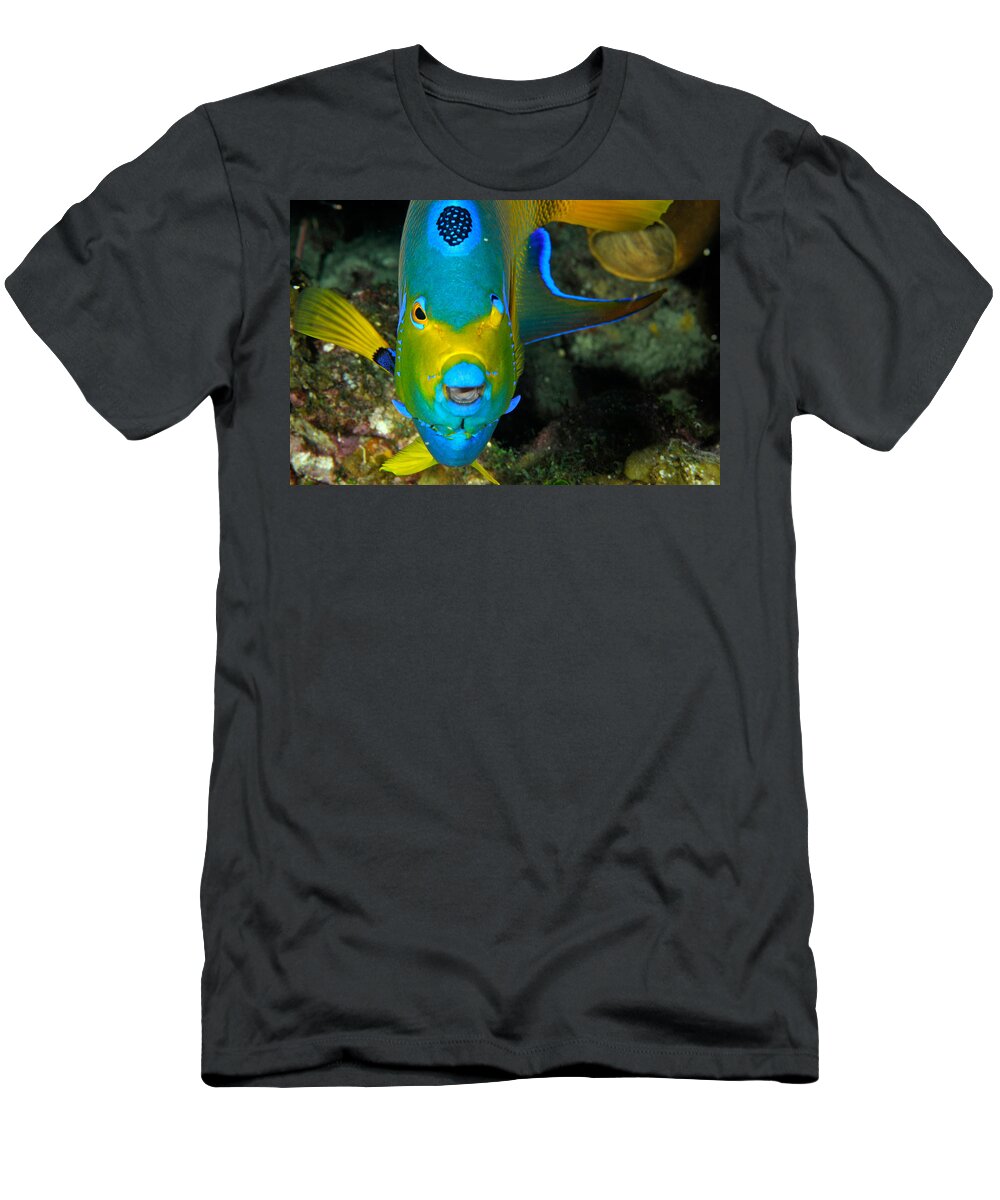 Queen Angelfish T-Shirt featuring the photograph Queen Angelfish Holacanthus Ciliaris by John Maraventano