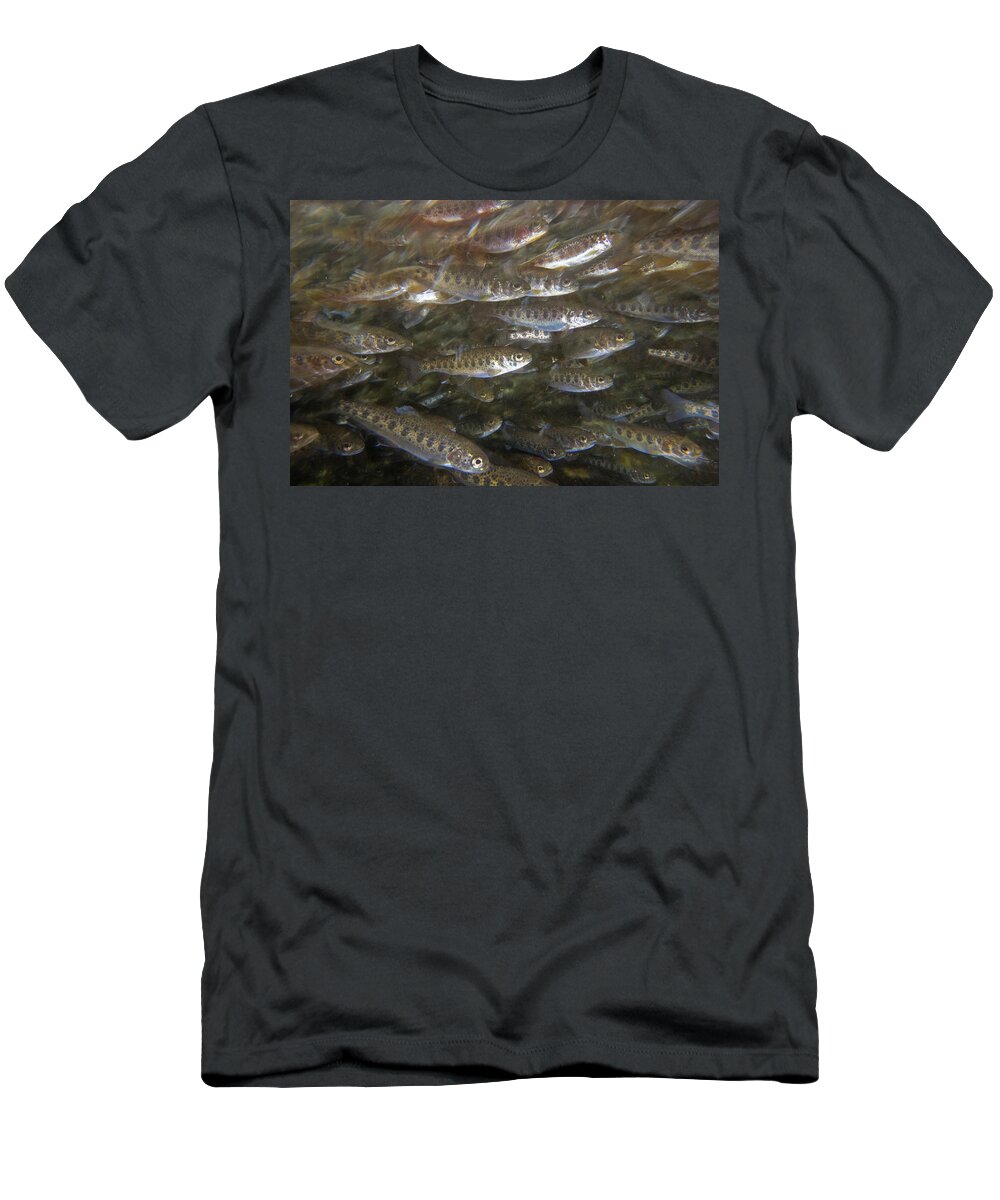 00640387 T-Shirt featuring the photograph Rainbow Trout Fry by Michael Durham