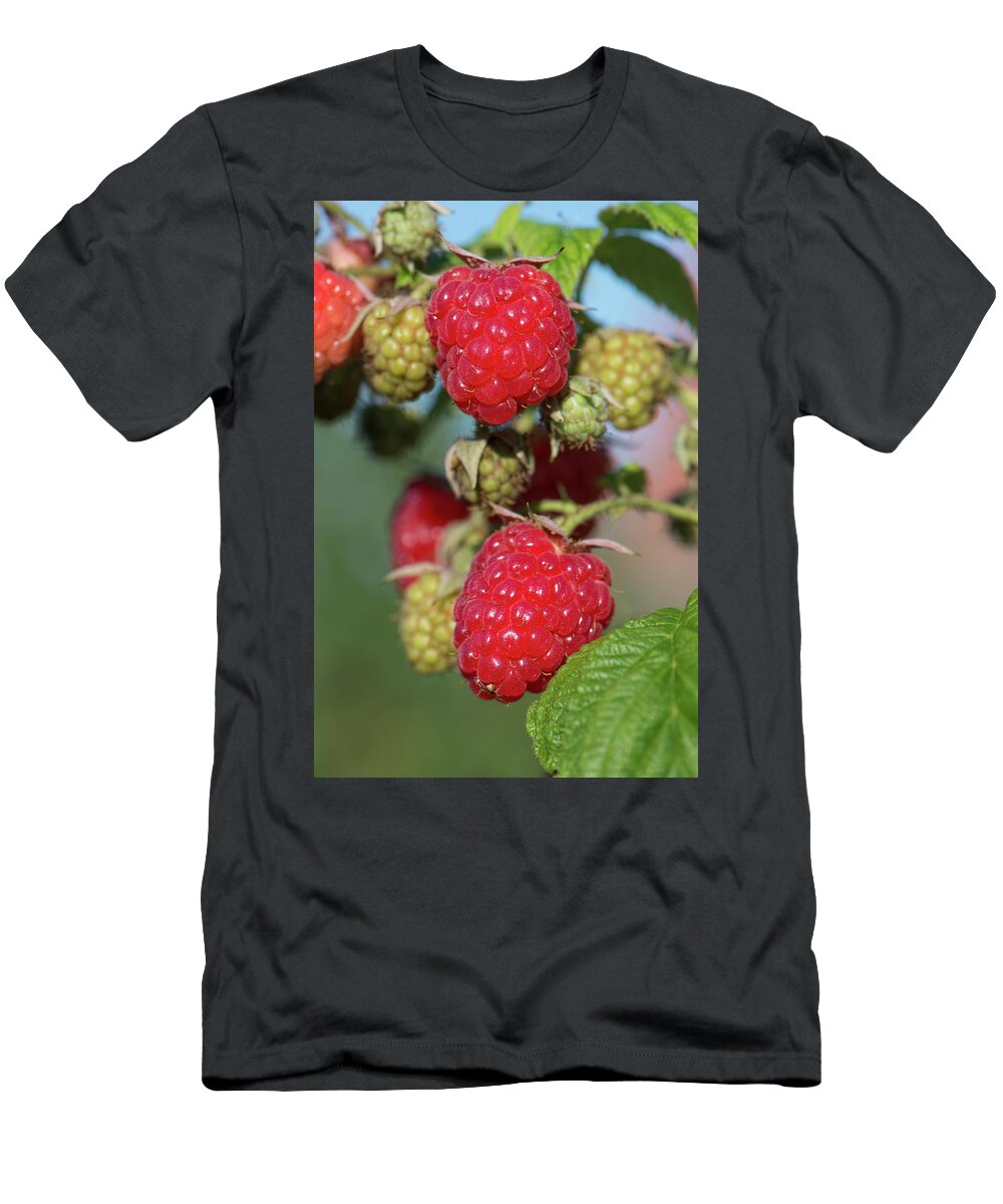 Berkshire T-Shirt featuring the photograph Raspberry Fruit by Nigel Cattlin