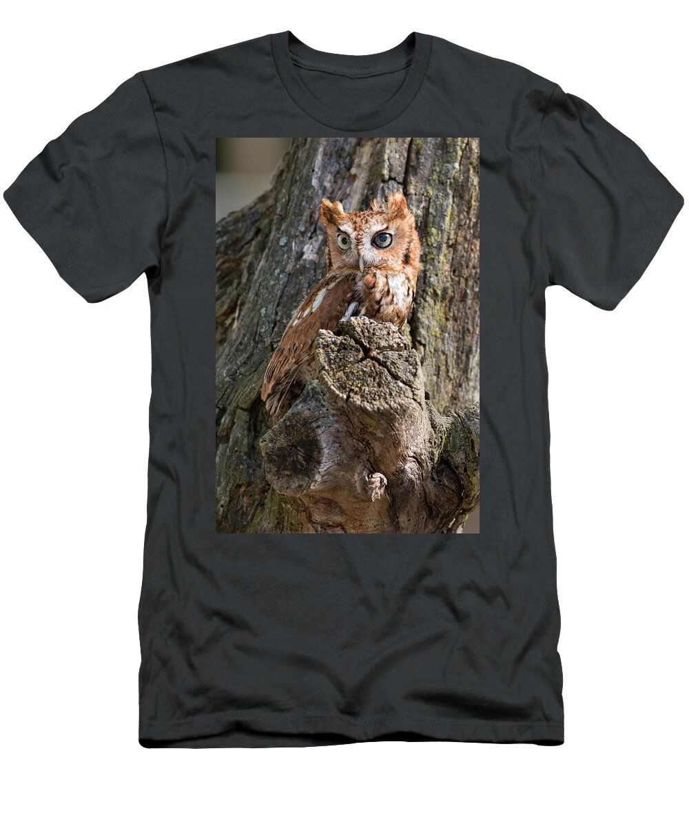 Owl T-Shirt featuring the photograph Red Eastern Screech Owl by Dale Kincaid