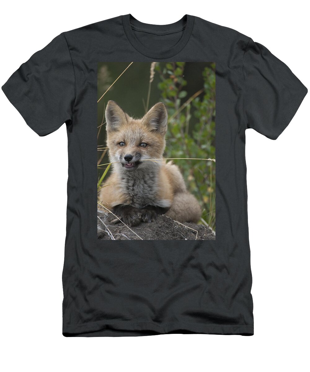 530772 T-Shirt featuring the photograph Red Fox Pup Nibbling On Grass Alaska by Michael Quinton