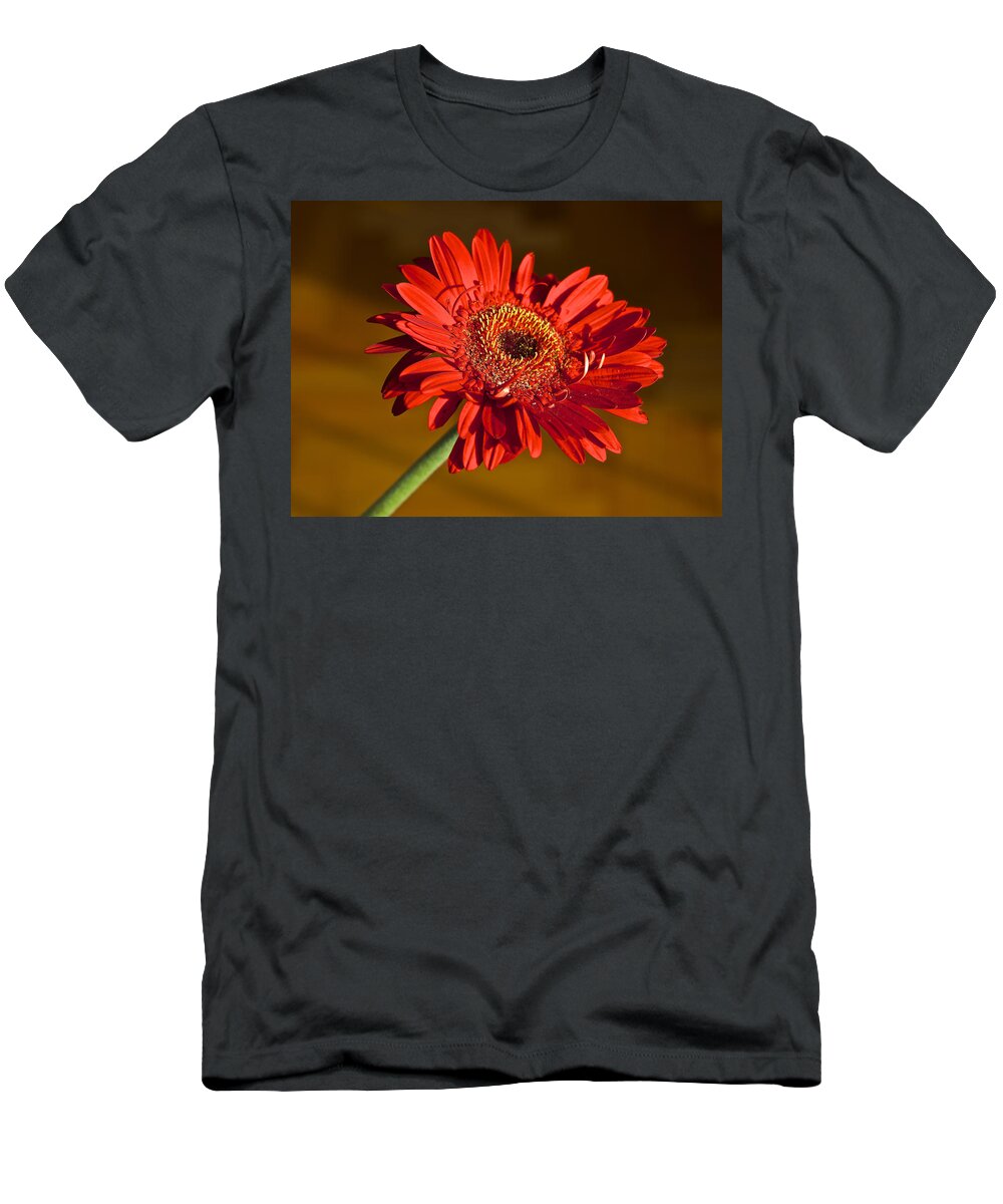 Gerbera T-Shirt featuring the photograph Red Gerbera by Venetia Featherstone-Witty