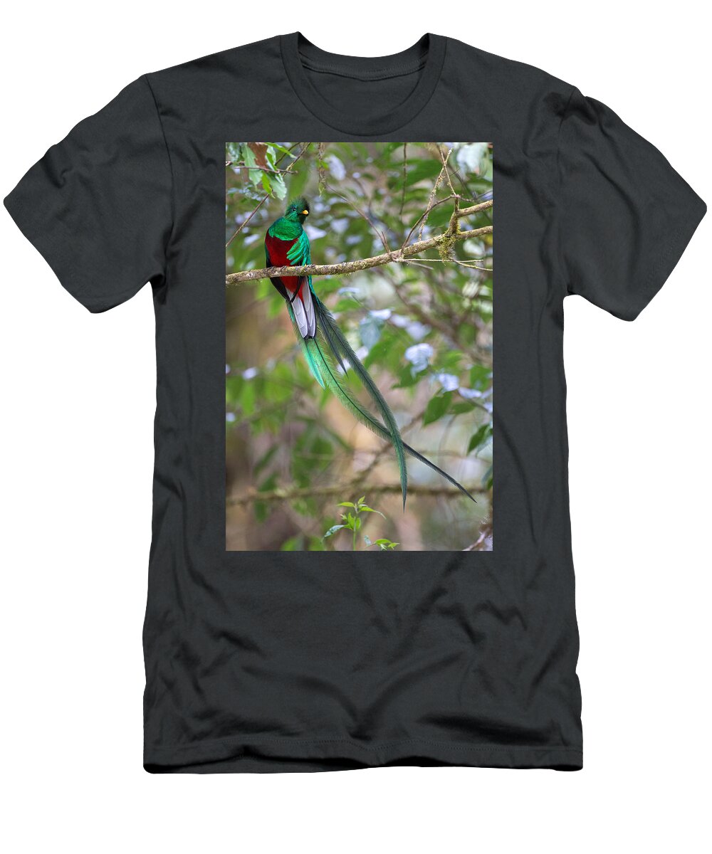 Resplendent Quetzal T-Shirt featuring the photograph Resplendent Quetzal by Max Waugh