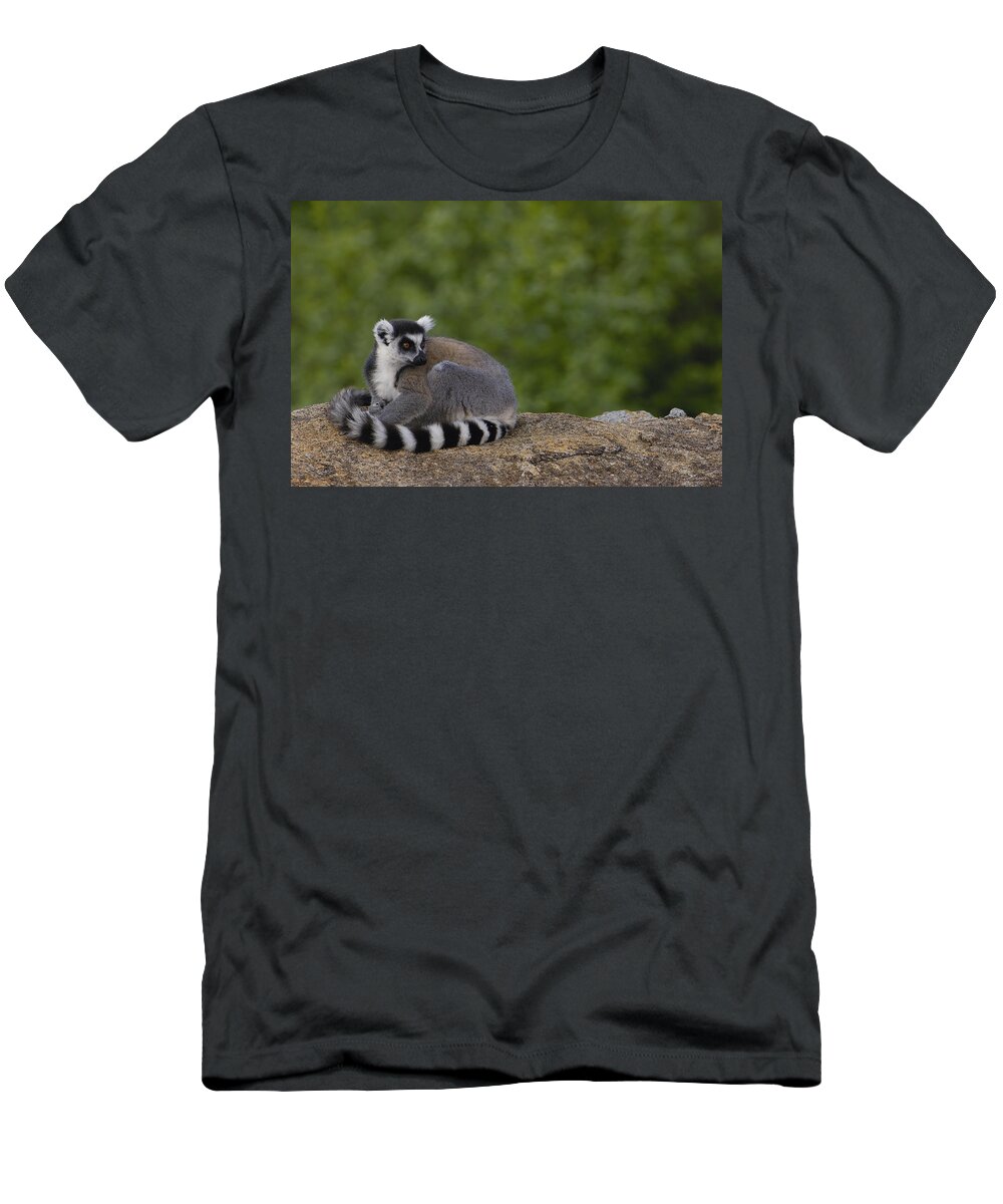 Feb0514 T-Shirt featuring the photograph Ring-tailed Lemur Resting On Rocks by Pete Oxford