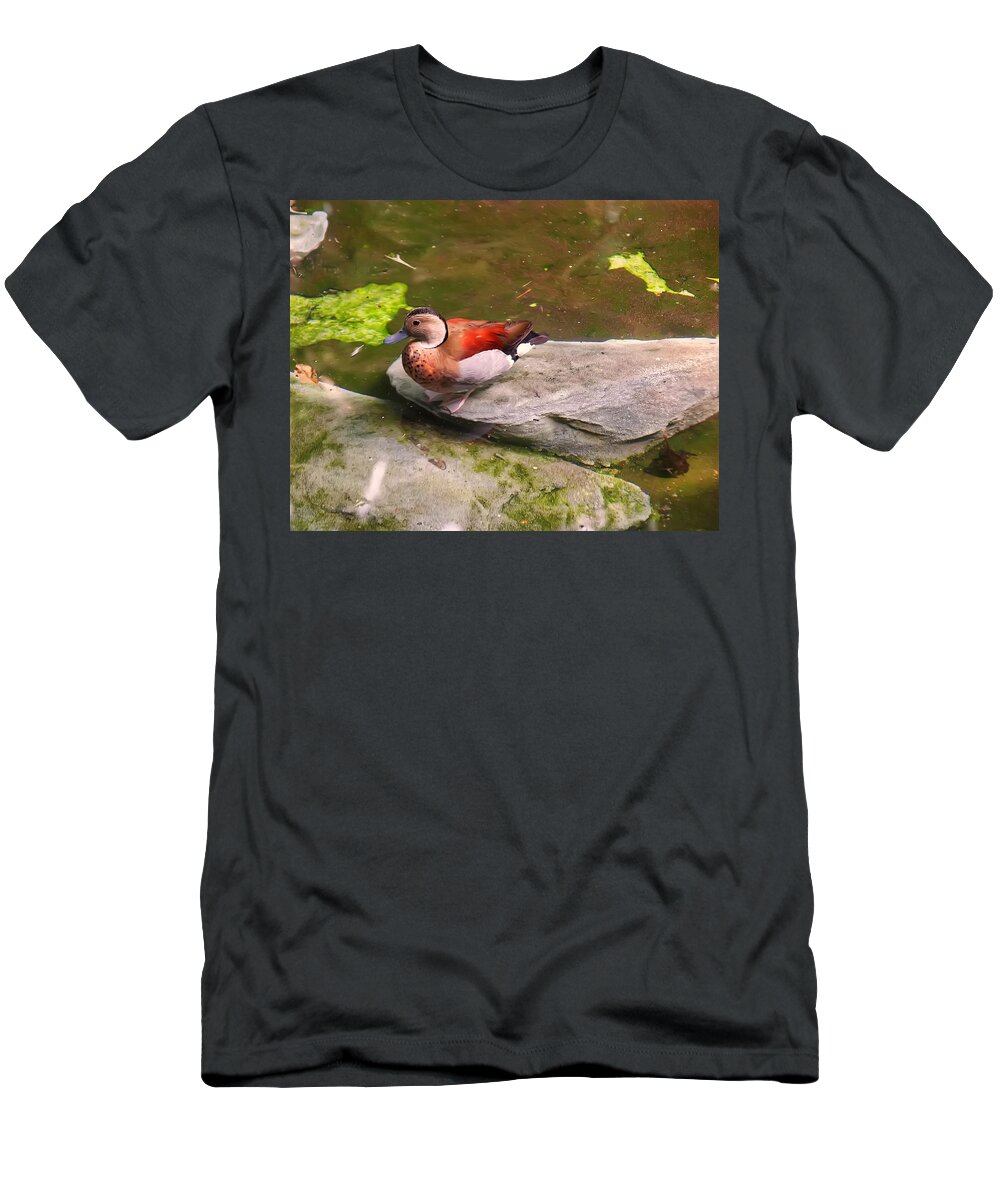 Bird T-Shirt featuring the photograph Ringed Teal on a rock by Flees Photos