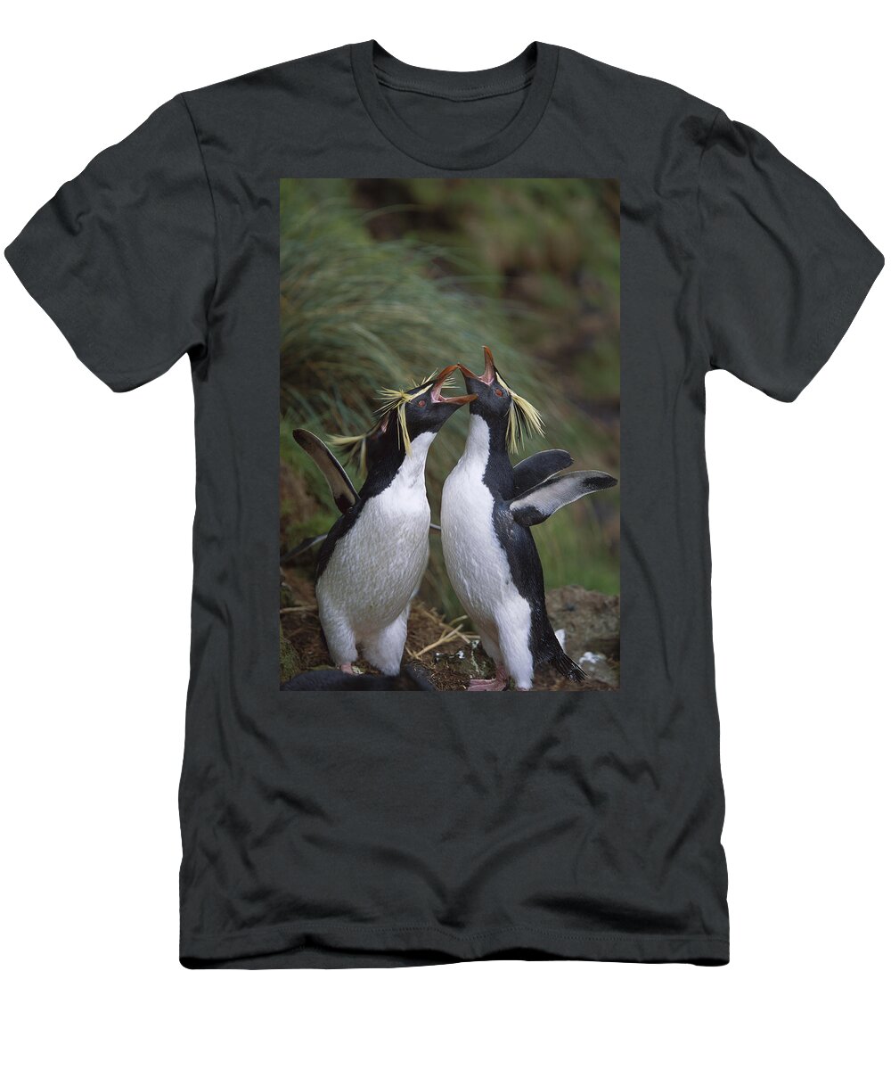 Feb0514 T-Shirt featuring the photograph Rockhopper Penguin Greeting Display by Tui De Roy