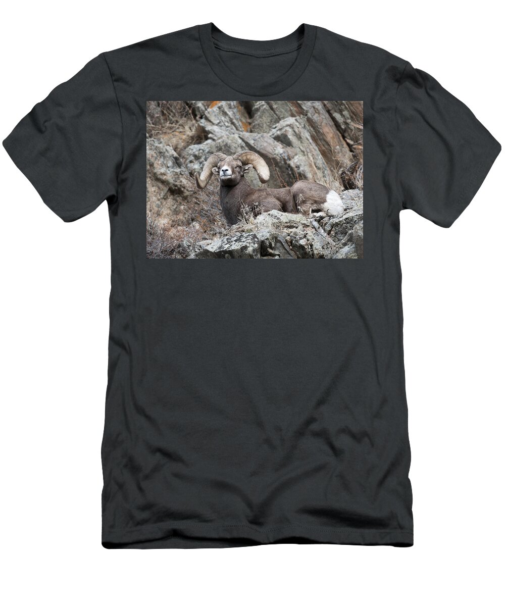 Rocky Mountain Big Horn Ram T-Shirt featuring the photograph Rocky Mountain Big Horn Ram on watch II by Gary Langley