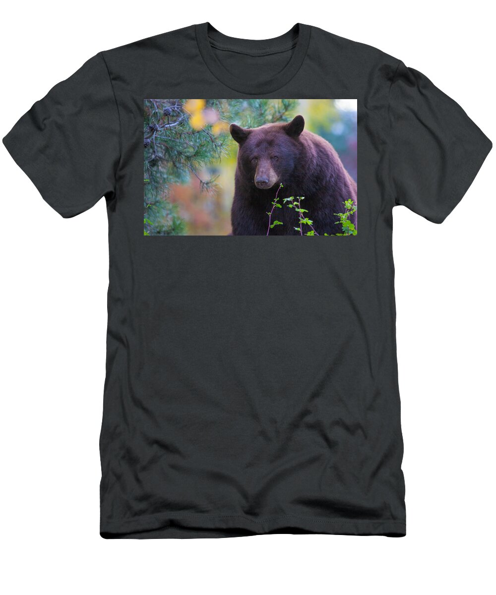 Bear T-Shirt featuring the photograph Rollingstone by Kevin Dietrich