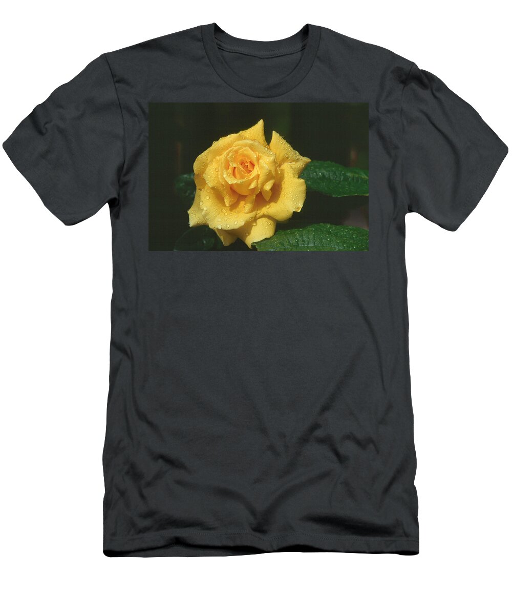 Flower T-Shirt featuring the photograph Rose 1 by Andy Shomock