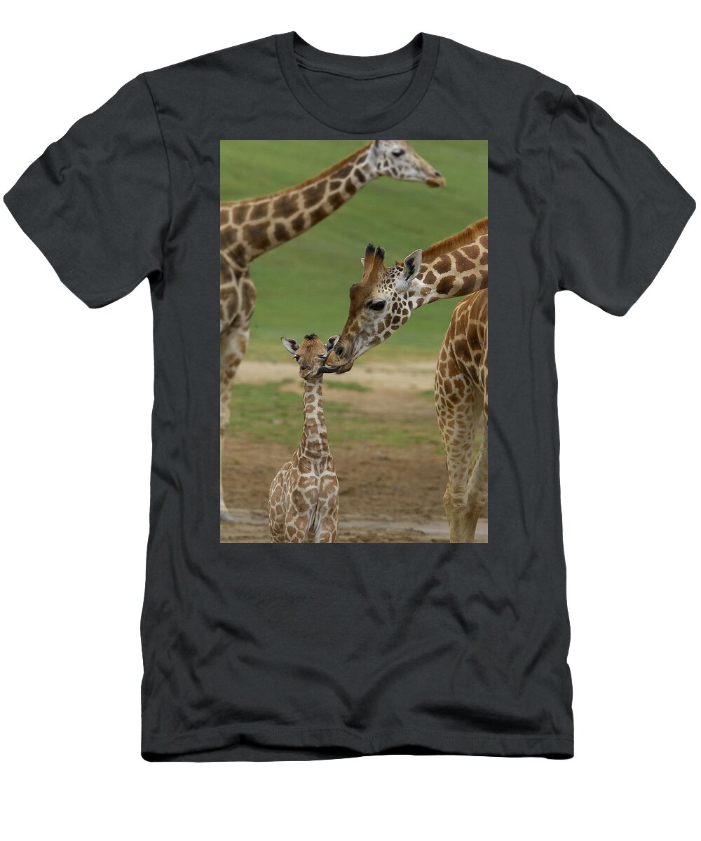 Feb0514 T-Shirt featuring the photograph Rothschild Giraffe Mother Kissing Calf by San Diego Zoo