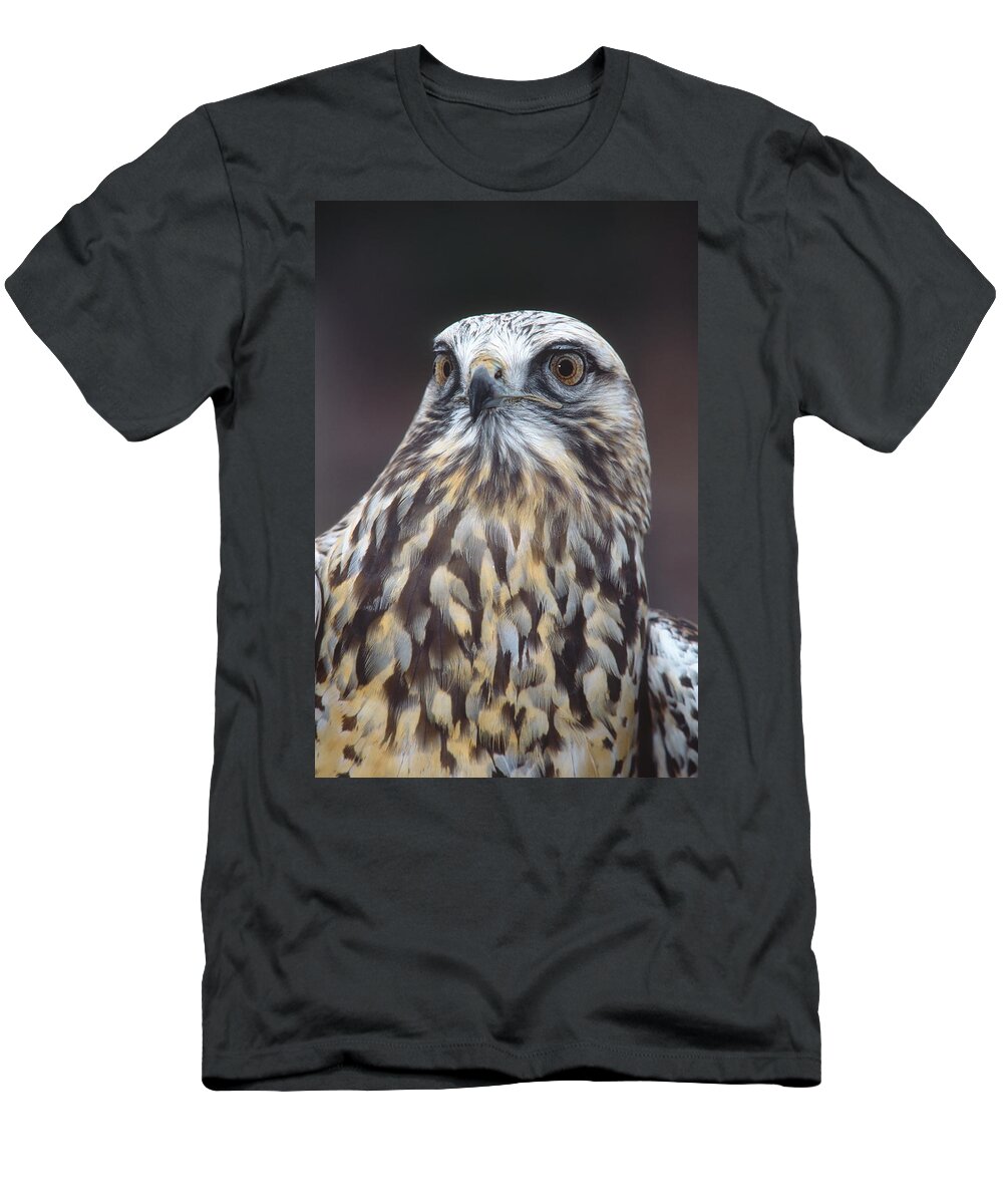 Feb0514 T-Shirt featuring the photograph Rough-legged Hawk In Light Phase Vermont by Tom Vezo